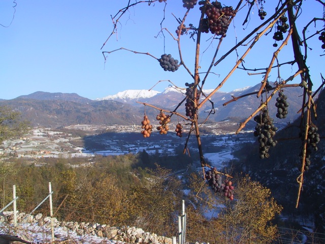 late harvest grapes ski holidays dolomites